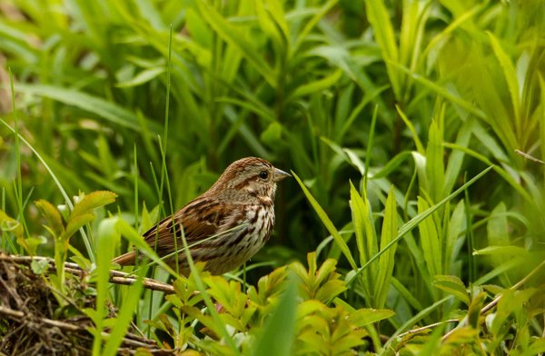 How to Choose the Perfect Pet Bird for a Home with Limited Space?